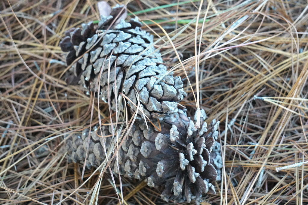 Longleaf Pine Cones (Pinus palustris) Barbara H. Smith, ©2… Flickr
