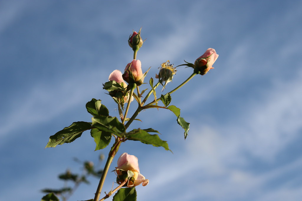 Roses OutKast Song lyrics Caroline!(Caroline!) Caroline… Flickr