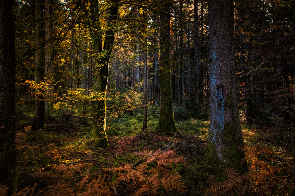 Golden Forrest 2019 Fujifilm X100F HDR Roland C. Vogt Flickr