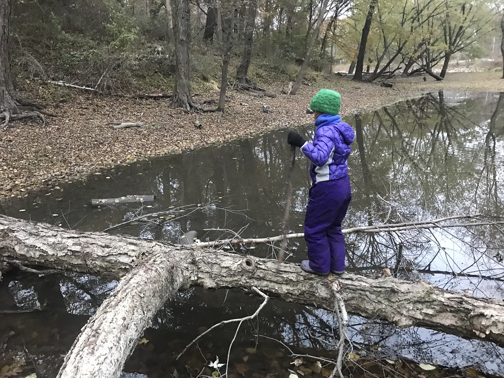 ASP Tuesday 11/5/19 Big Oak Woods Flickr