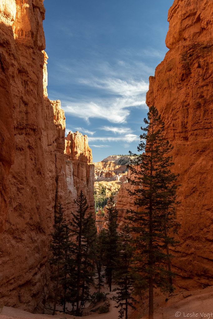 D79A1434 Leslie Vogt Flickr