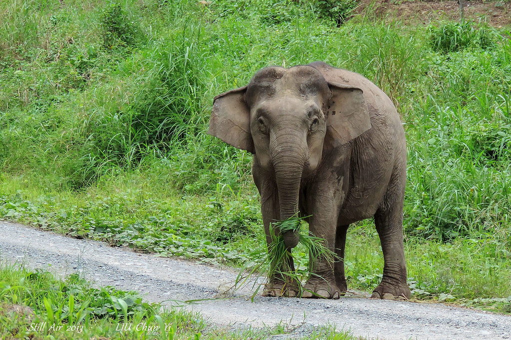 Elephas maximus borneensis (Borneo pygmy elephant or Borne