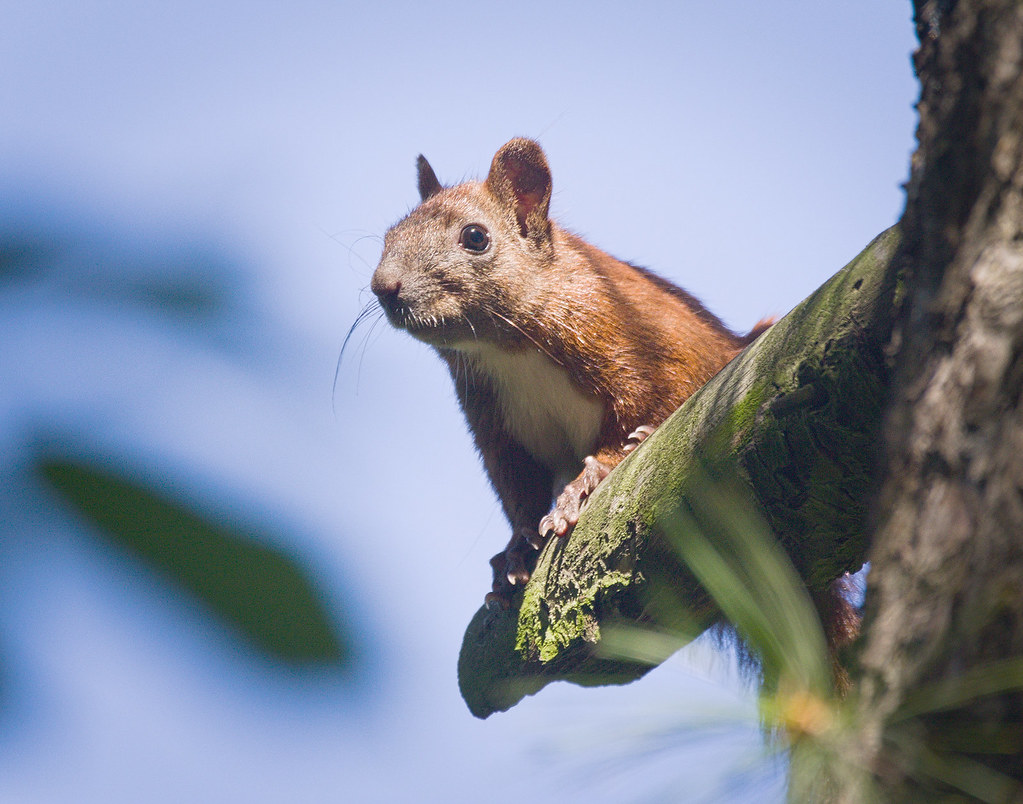 Red squirrel Red squirrel (Sciurus vulgaris) perched on a … Flickr
