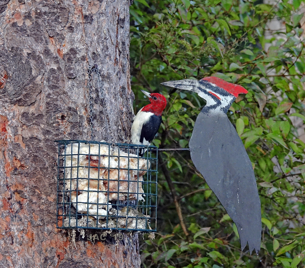 Suet Eaters Spotted a red headed woodpecker the other day.… Flickr