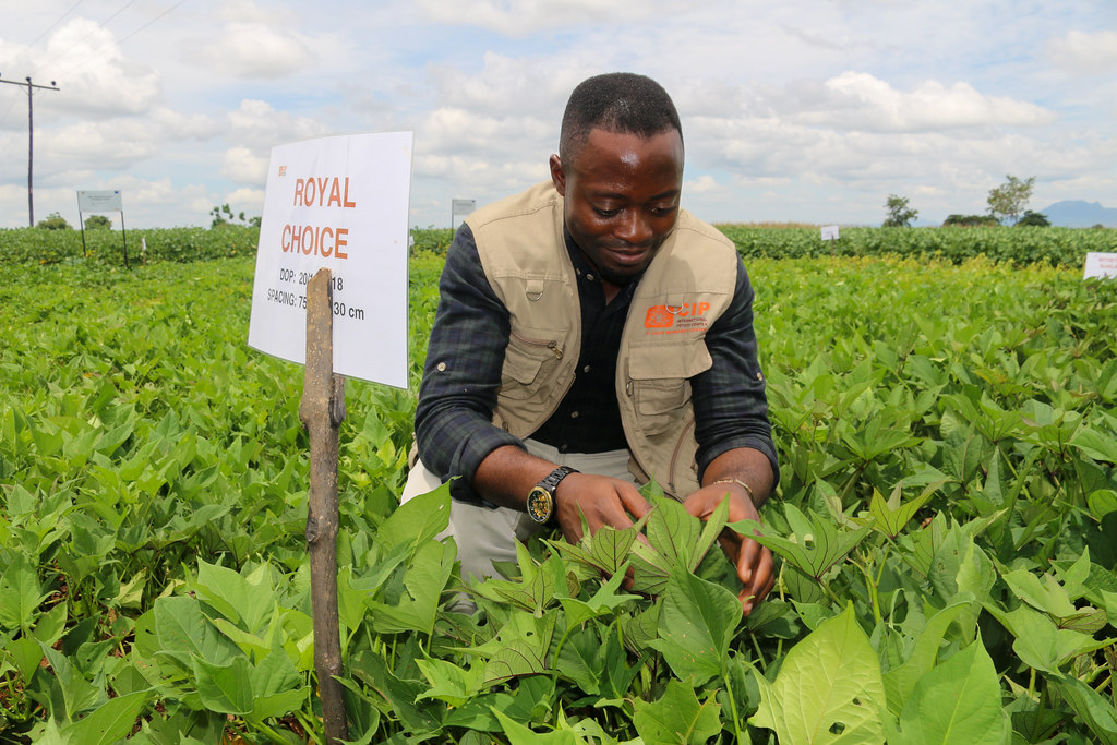 KULIMA Promoting farming in Malawi In Malawi, over 80 of … Flickr