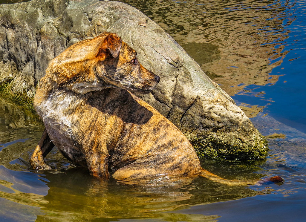 Water Dog A mixed breed dog looks over its shoulder while … Flickr