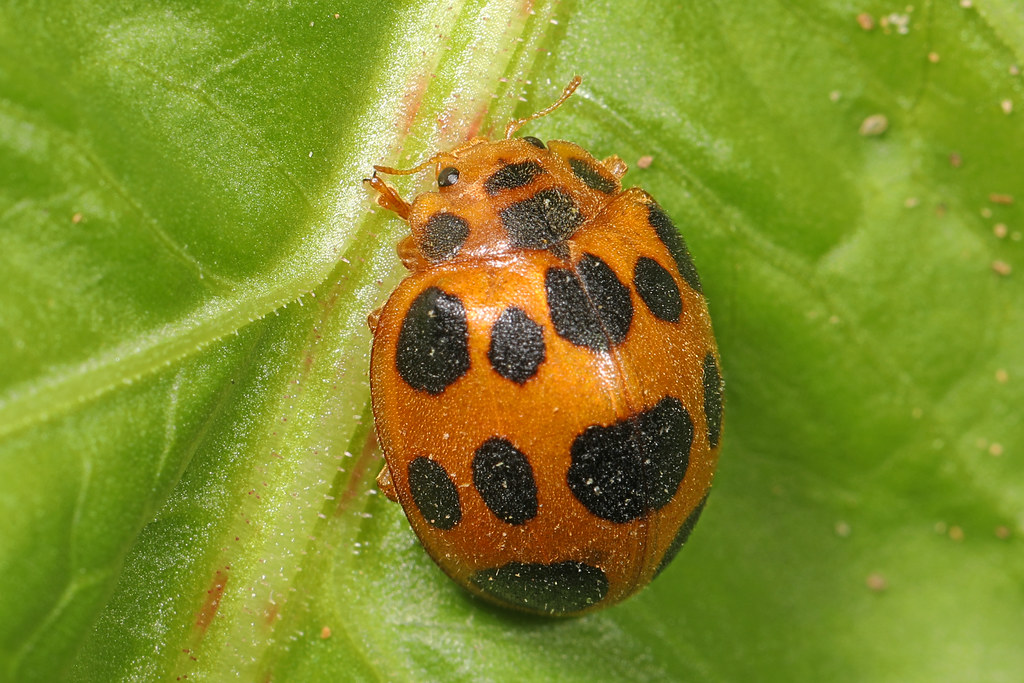 Squash Lady Beetle Pilachna borealis, Hardware River Wil… Flickr