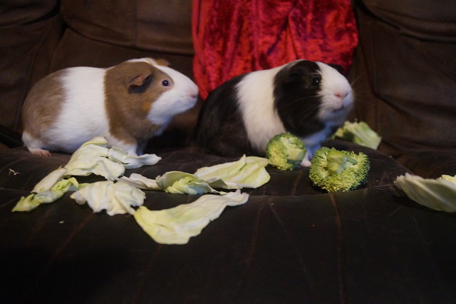 Flickr Discussing Breeds in Guinea Pig Heaven