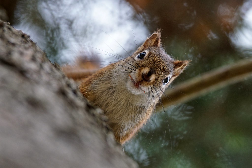 Coming down the tree... A squirrel looks surprised as he i… Flickr