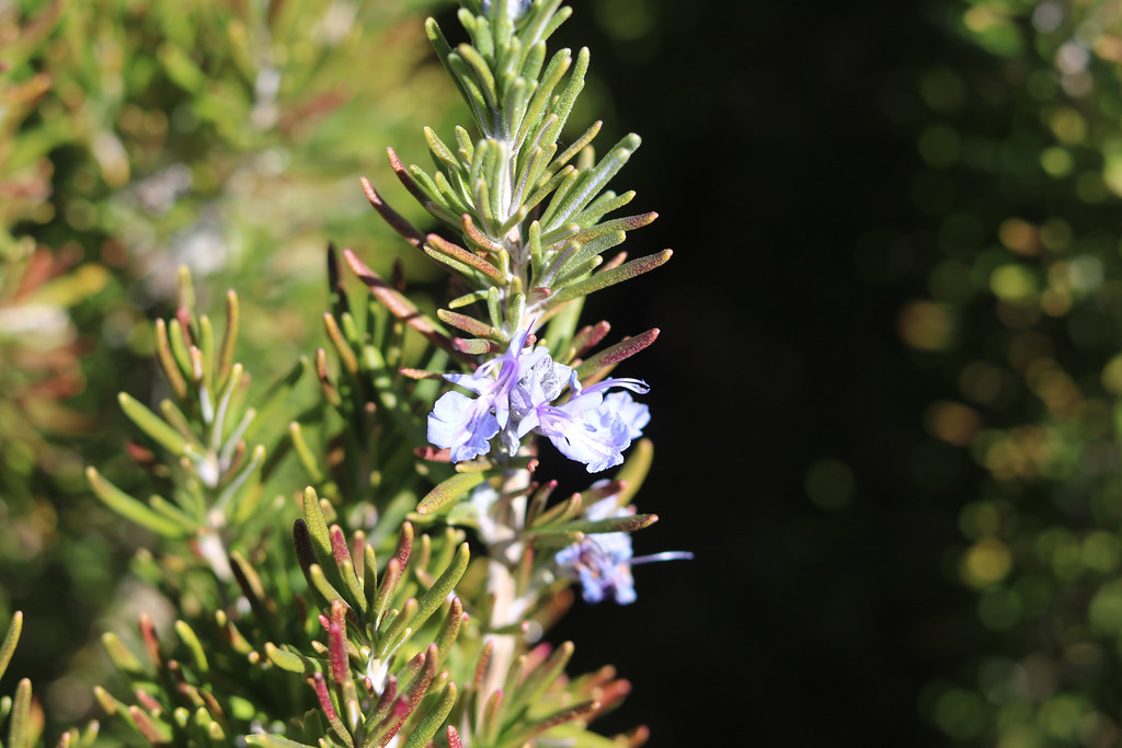 Wild Rosemary The training site I visited in Albuquerque, … Flickr