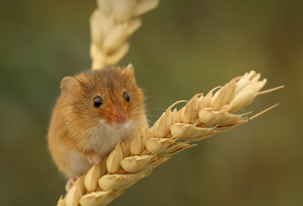 Happy Harvest Mouse This is one of the harvest mice that I… Flickr