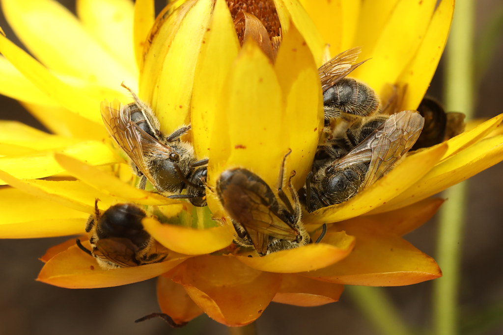 Dead bees on everlasting Strangways, Vic. patrickkavanagh Flickr