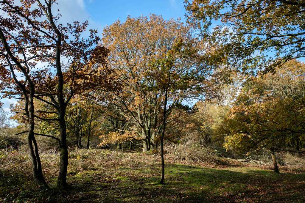 Witley Common a photo on Flickriver