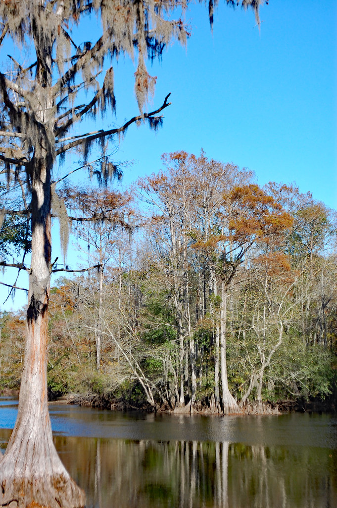 Lumber River Orrum, NC. November 10, 2019 Trees along si… Flickr