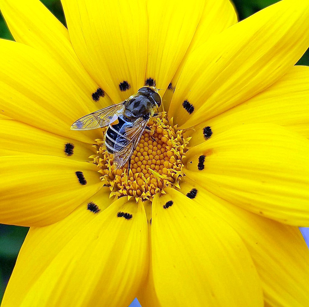 On a gazania flower A bee like insect on a gazania flower … Flickr
