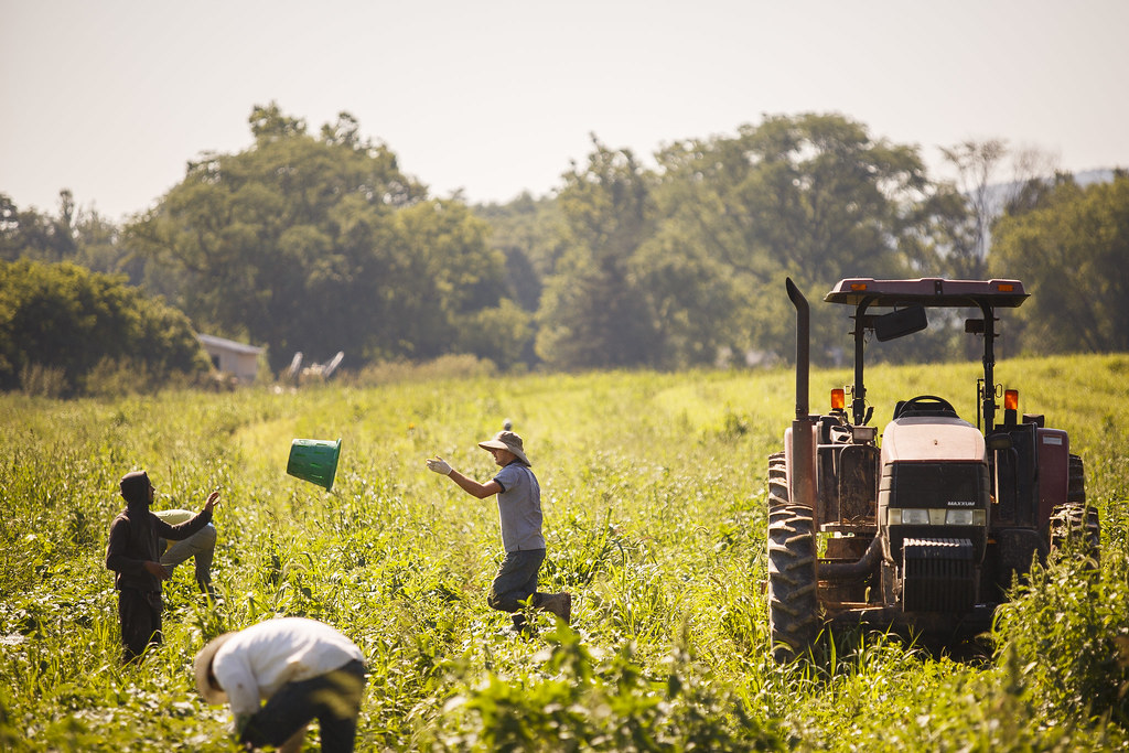 Cool Jobs Organic Farming Workers harvesting produce. Far… Flickr