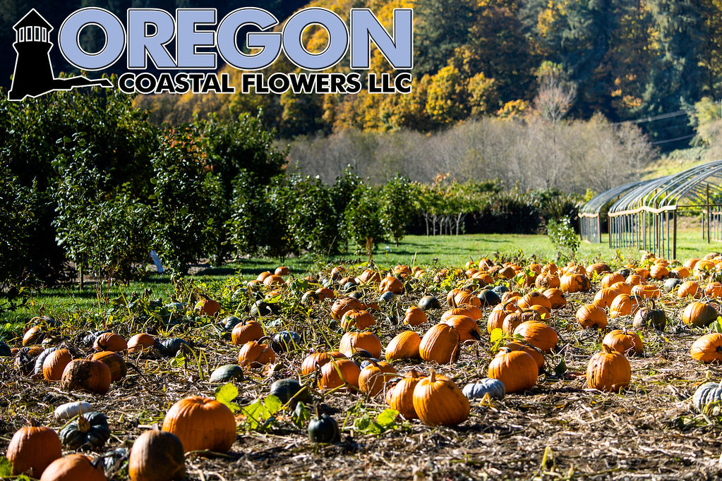 Kilchis River Pumpkin Patch Kilchis River Pumpkin Patch Flickr