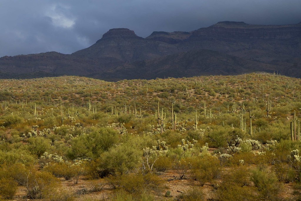 View of the Galiuros N of Mammoth, AZ NW of Buckhorn Choll… Flickr