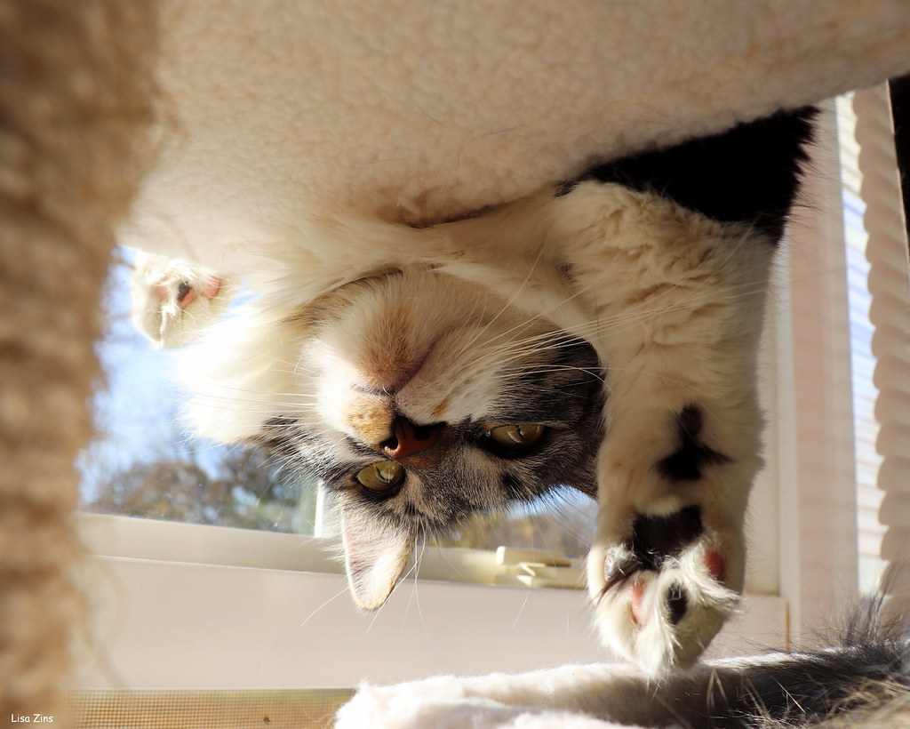 Bottoms Up This picture is for the group Happy Caturday an… Flickr