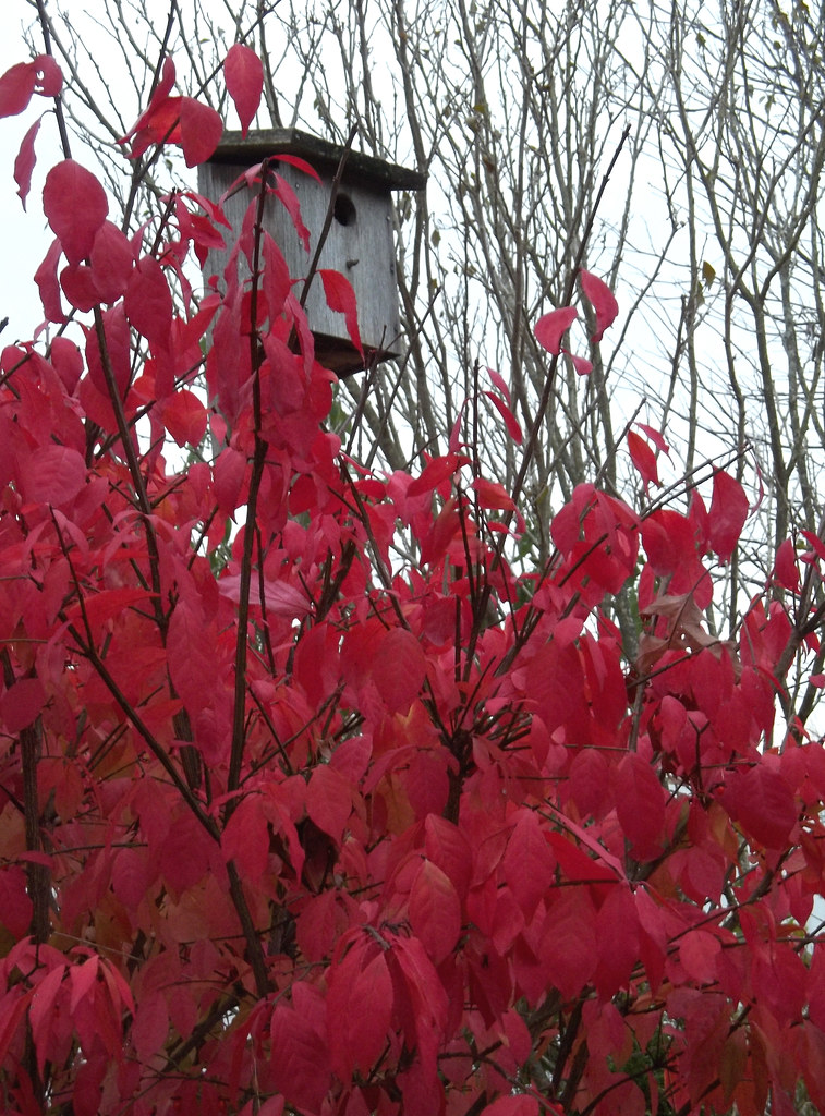In Katherine's garden... Bob's birdhouse waits for next ye… Flickr
