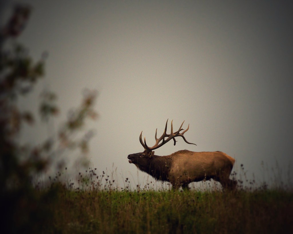 Bugling elk in PA Michael Stafford Flickr