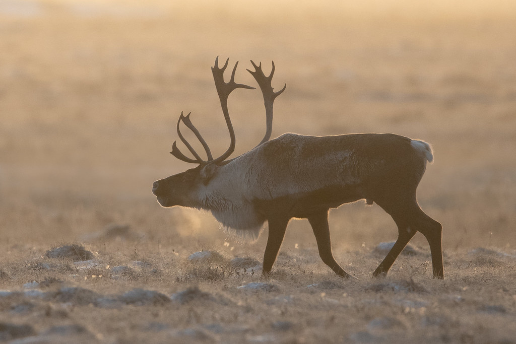 Caribou Alaskan North Slope From our photo tour last mon… Flickr