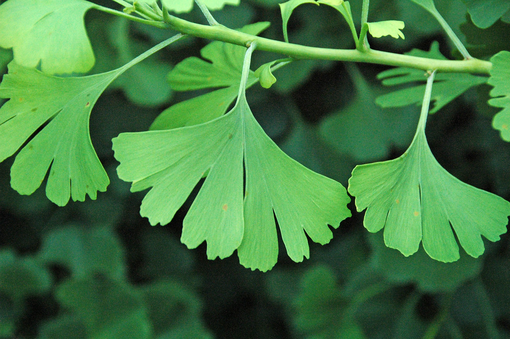 Ginkgo biloba leaves 1 a photo on Flickriver