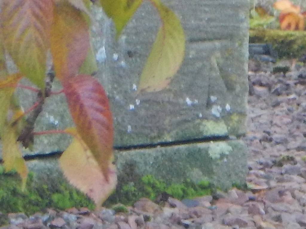 Cut Mark Carluke, 137 Clyde Street NO137 CLYDE ST NE FACE… Flickr