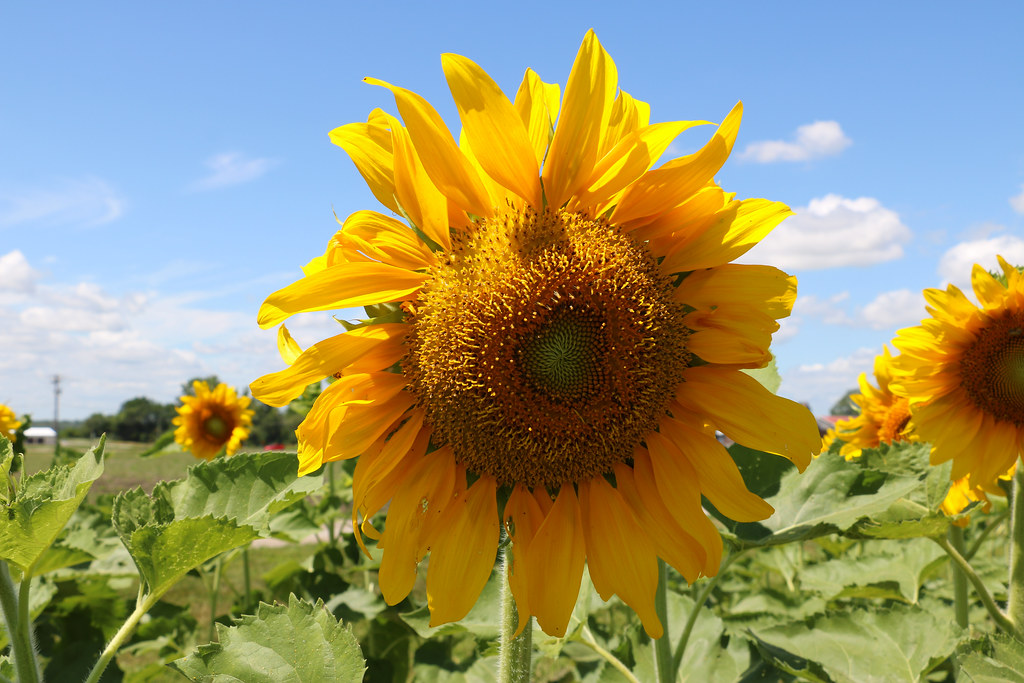 Sunflowers Eckert’s Belleville Farm Source www.eckerts.… Flickr