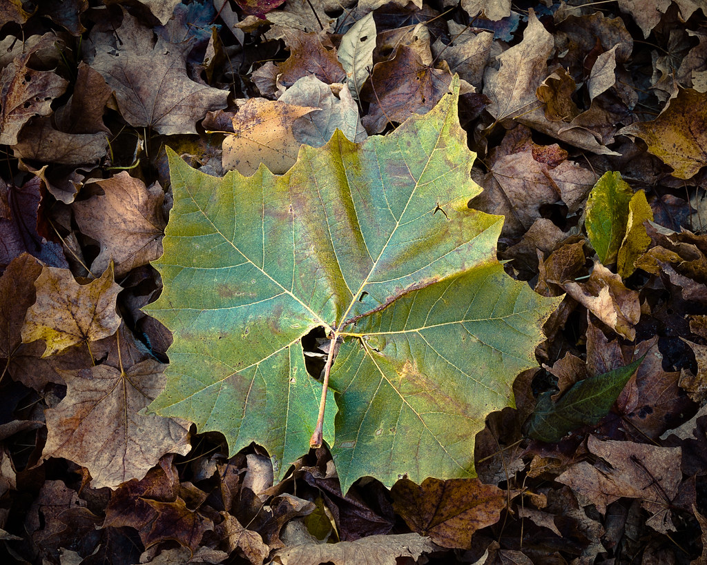 An American Sycamore Leaf Sometimes, beauty can be found r… Flickr