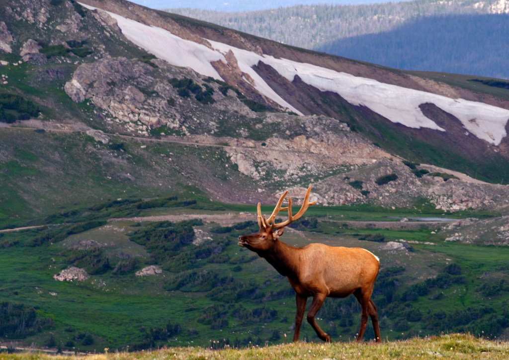 Bellowing Elk | Colorado | Paul Rains | Flickr