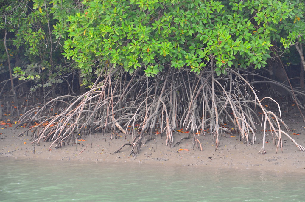 Stilt roots of mangrove, Sundarbans Matthew Stevens Flickr