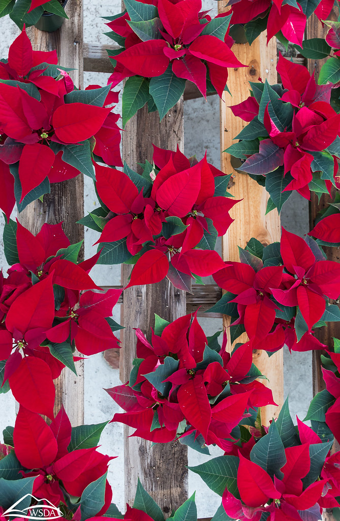 Poinsettias Degoede Bulb Farm & Gardens, Mossyrock, WA Washington State Department of
