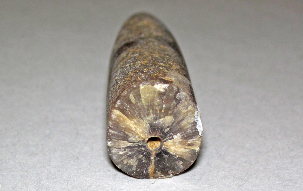 Pachyteuthis densus (fossil belemnite) (Swift Formation, Jurassic