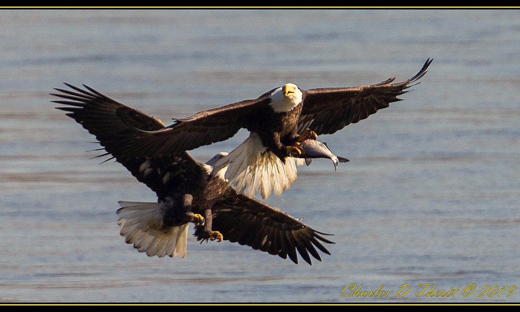 The Chase is On Adult Bald Eagle (Haliaeetus leucocephalus… Flickr