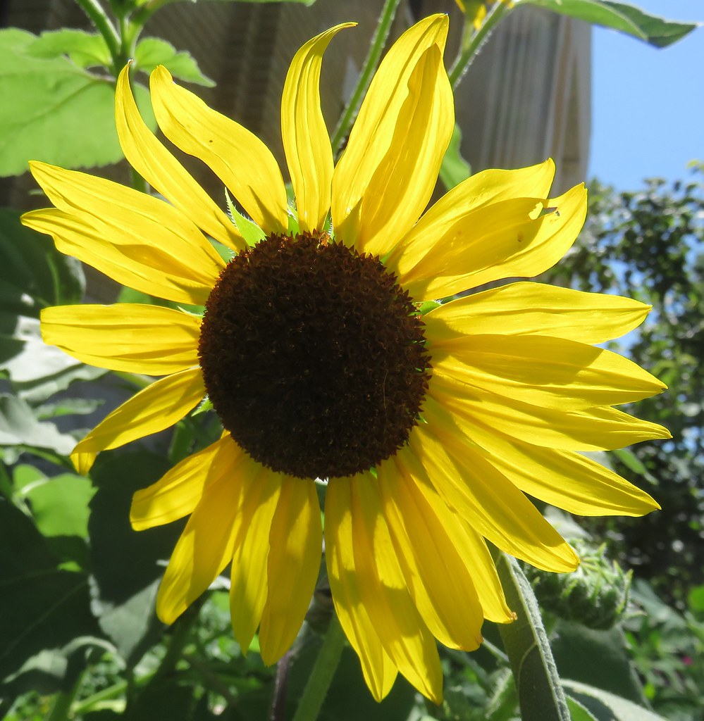 Sunflower (Philip, South Dakota) Located on the grounds of… Flickr