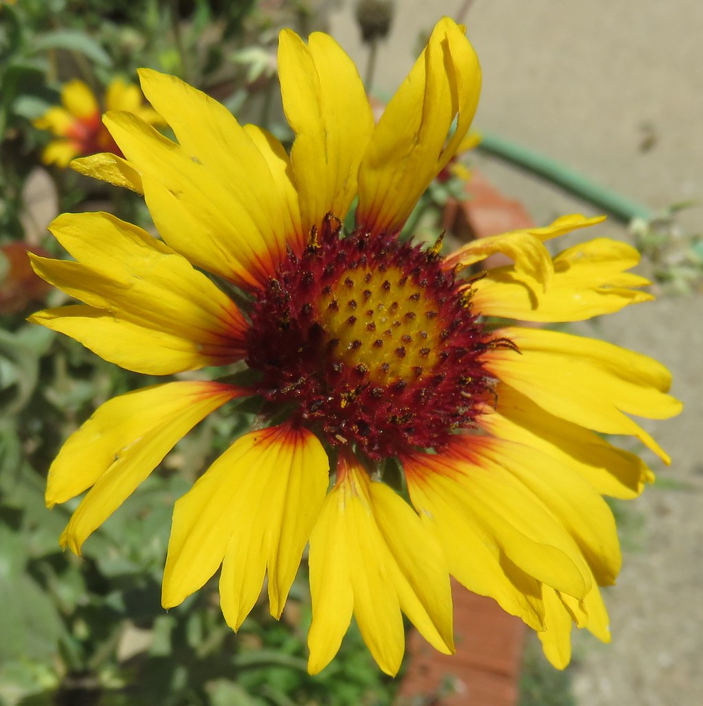 Sunflower (Kadoka, South Dakota) Kadoka is the county seat… Flickr