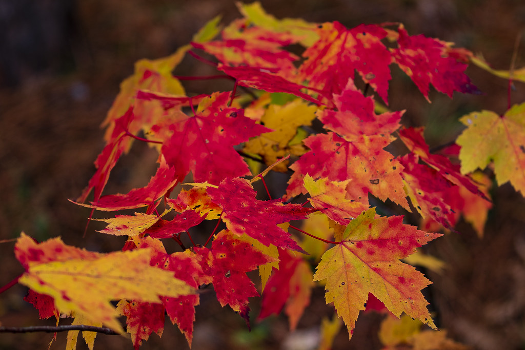 The colors of Fall, Algonquin Park, Ontario, Canada. Flickr