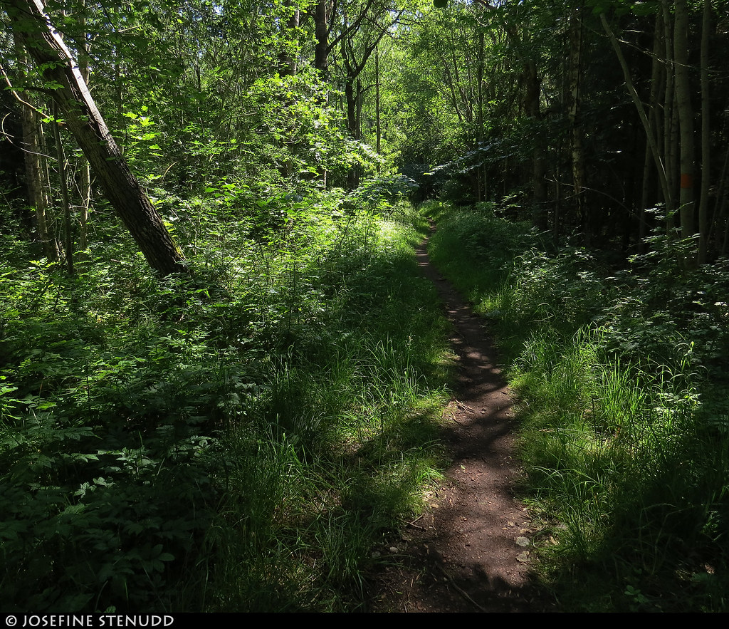 20190726_13 Brown trail through lush forest Kinnekullele… Flickr
