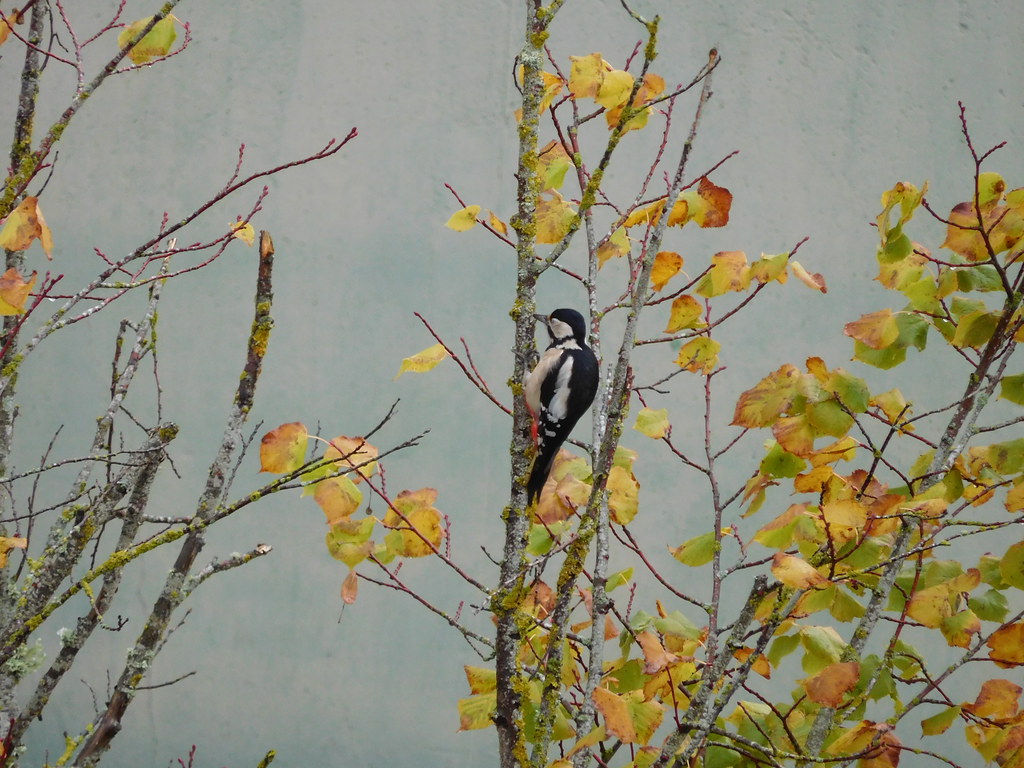 Great spotted woodpecker in France Fr Pic épeiche en Fra… Flickr