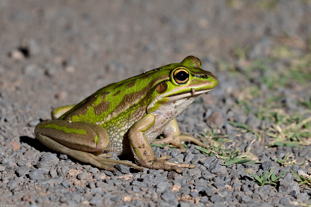 A GreenandGold Tree Frog at Kioloa We were quite