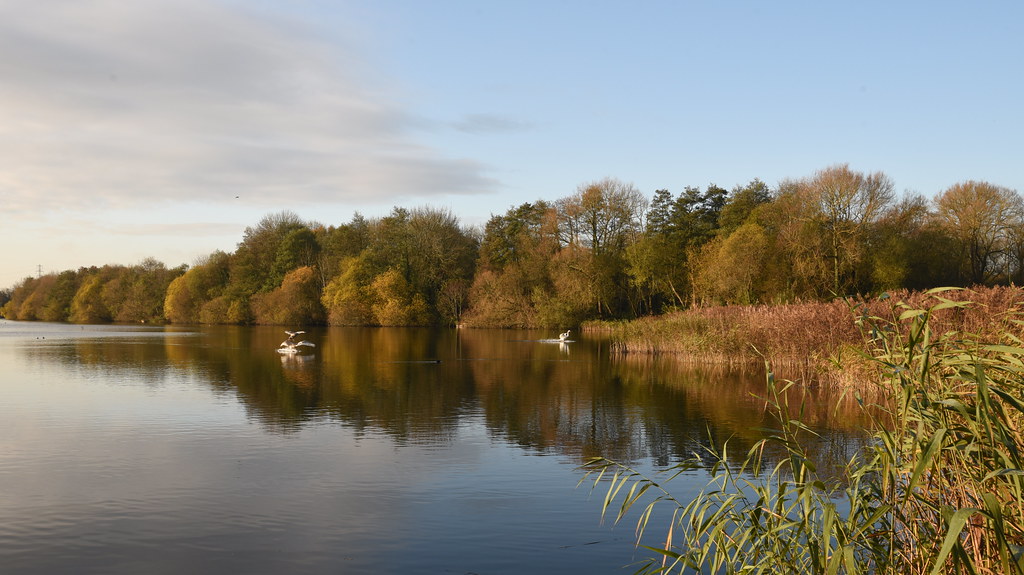 Swans Landing, White Swan Lake, Dinton Pastures Week 47 of… Flickr