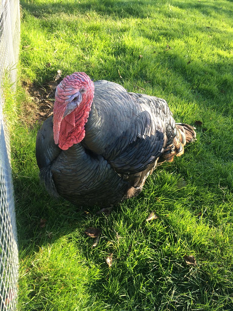 Bronze Turkey waiting for Christmas... The Heligan estate … Flickr