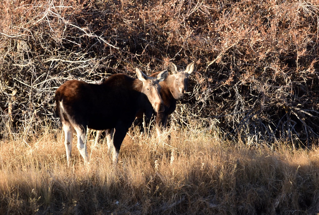 Moose at Seedskadee National Wildlife Refuge Photo Tom Ko… Flickr