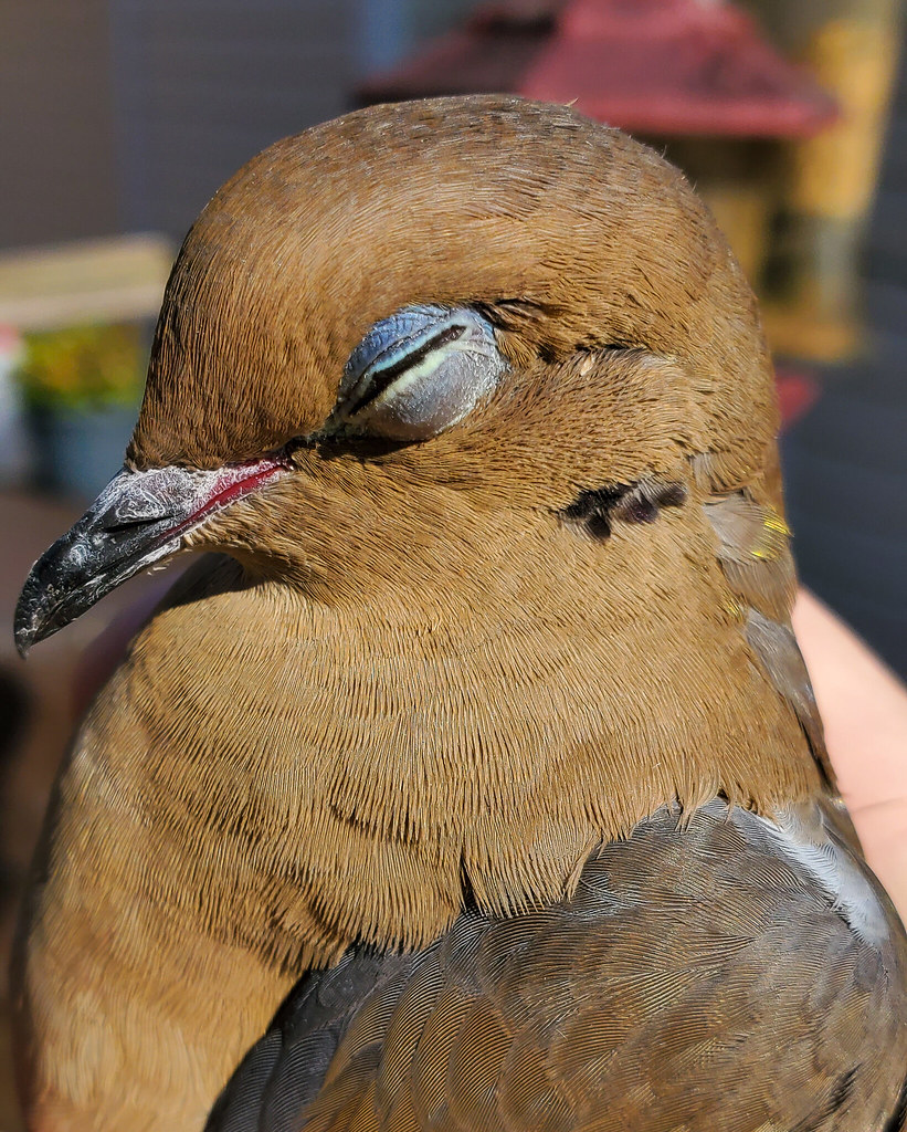 Dove rescue He's got a concussion. Let him rest for a few … Flickr