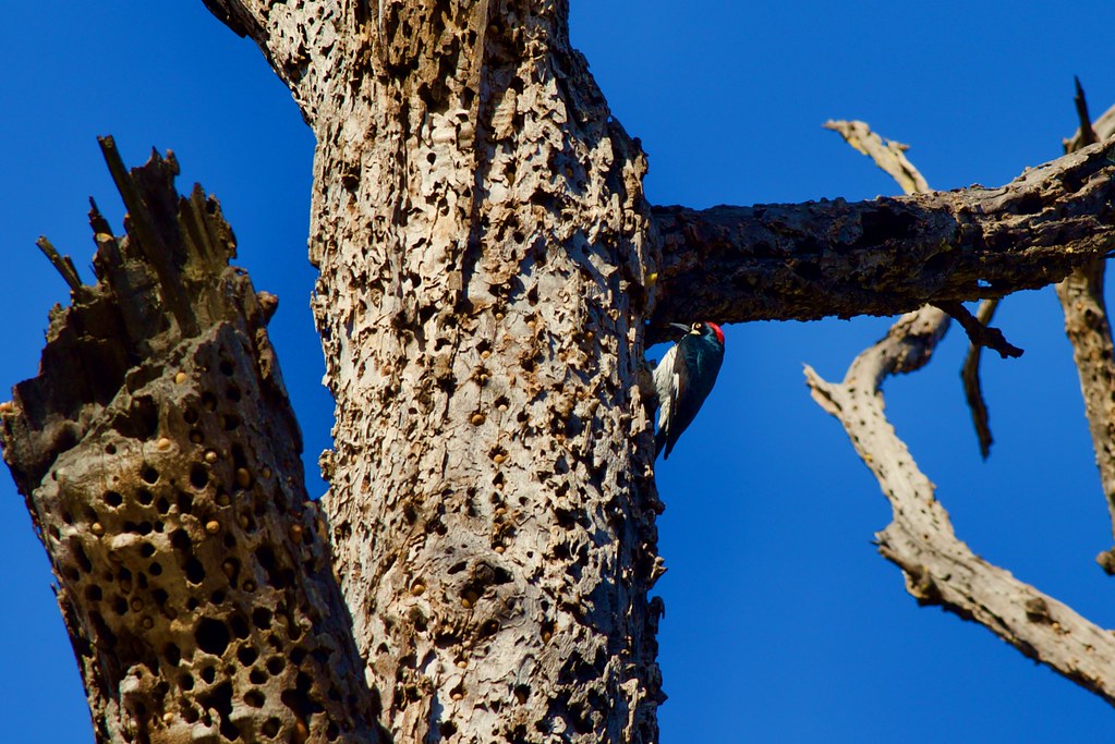 Sycamore Grove in Autumn 2019 Acorn wood pecker making a h… Flickr