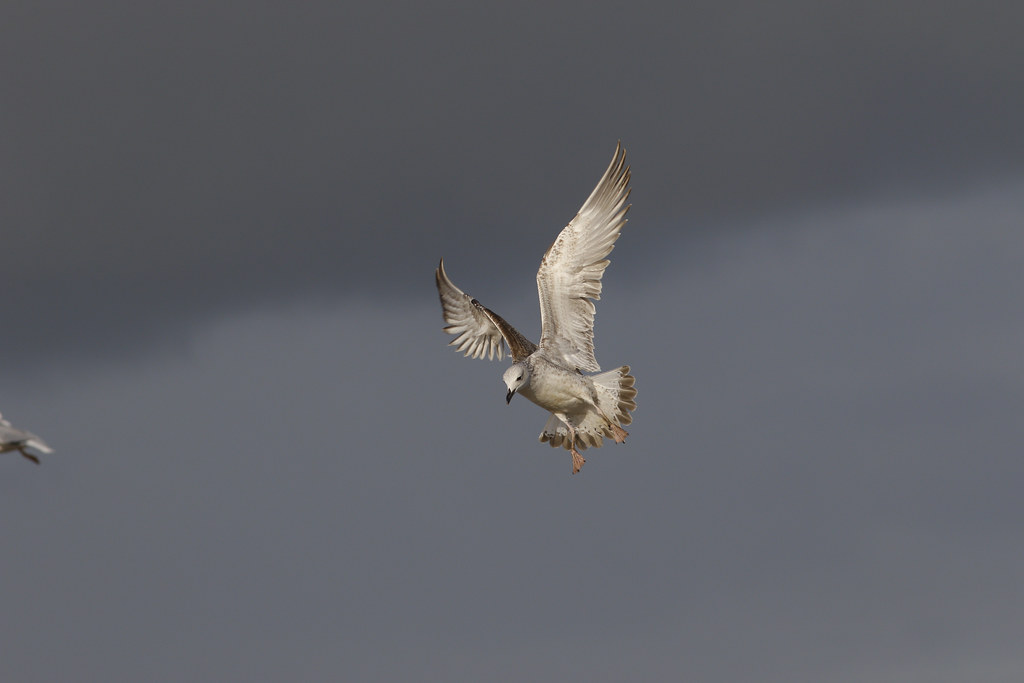 cach_01CY11_38A6767 November 19 2019, Barneveld waste dump… Flickr