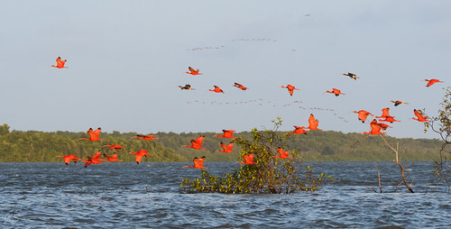 The Scarlet Ibis Golden Kite Test B gitlab.dstv.com