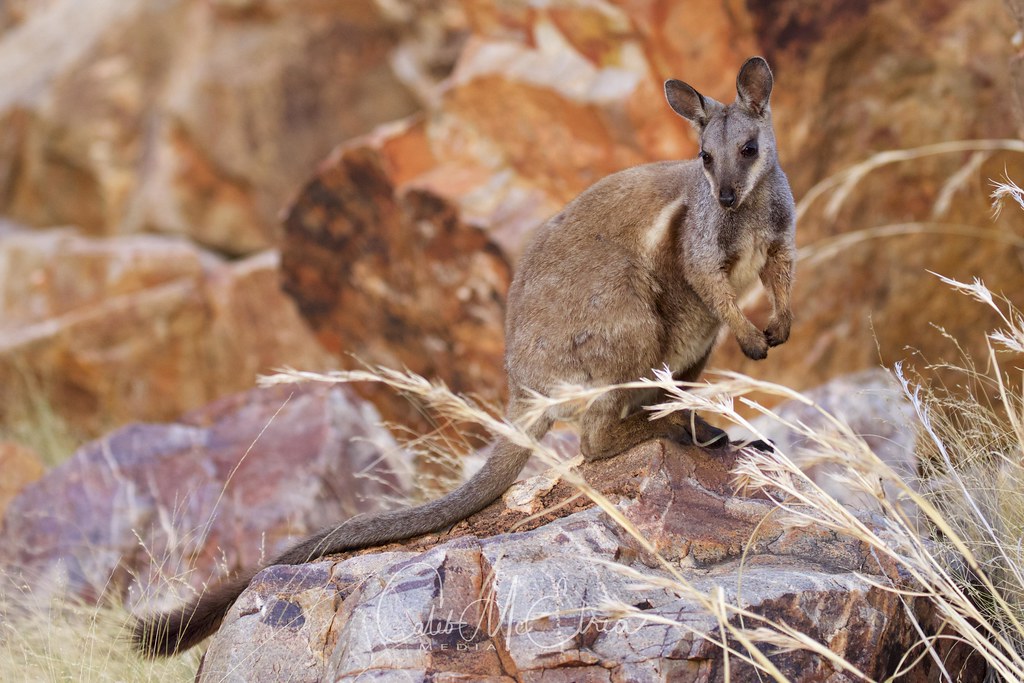 Blackflanked Rock Wallaby A very special species for me. … Flickr
