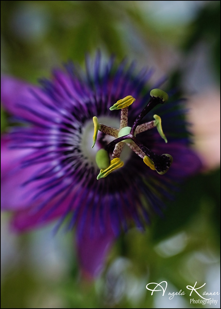 Still Popping... my Passion Flower plant that I brought in… Flickr